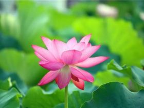 《了凡四训》第四篇：谦德之效(白话文)
